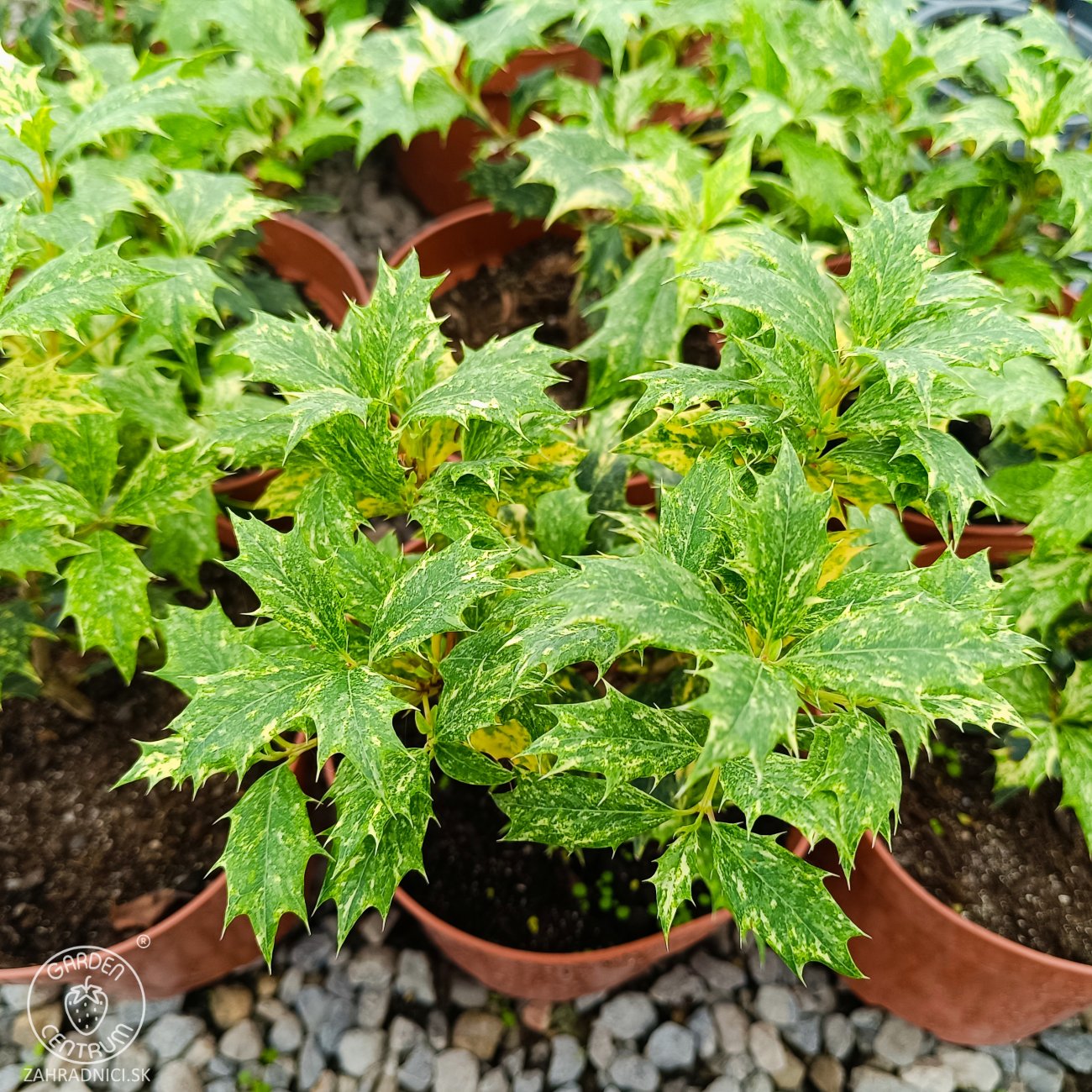 Obrázok Osmant rôznolistý (Osmanthus heterophyllus) ‘TRICOLOR’ - výška 20-30 ks, kont. C2L